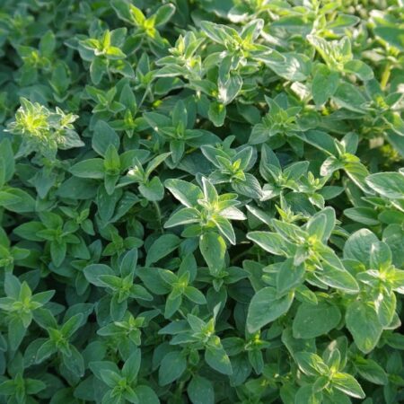 Ako ošetriť byliny v záhradách?