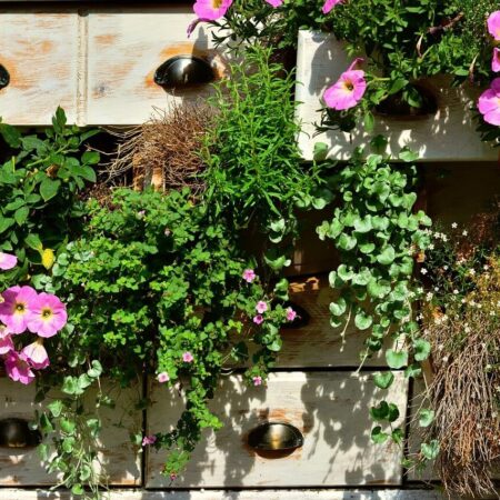 Pestovanie rastlín v nádobách