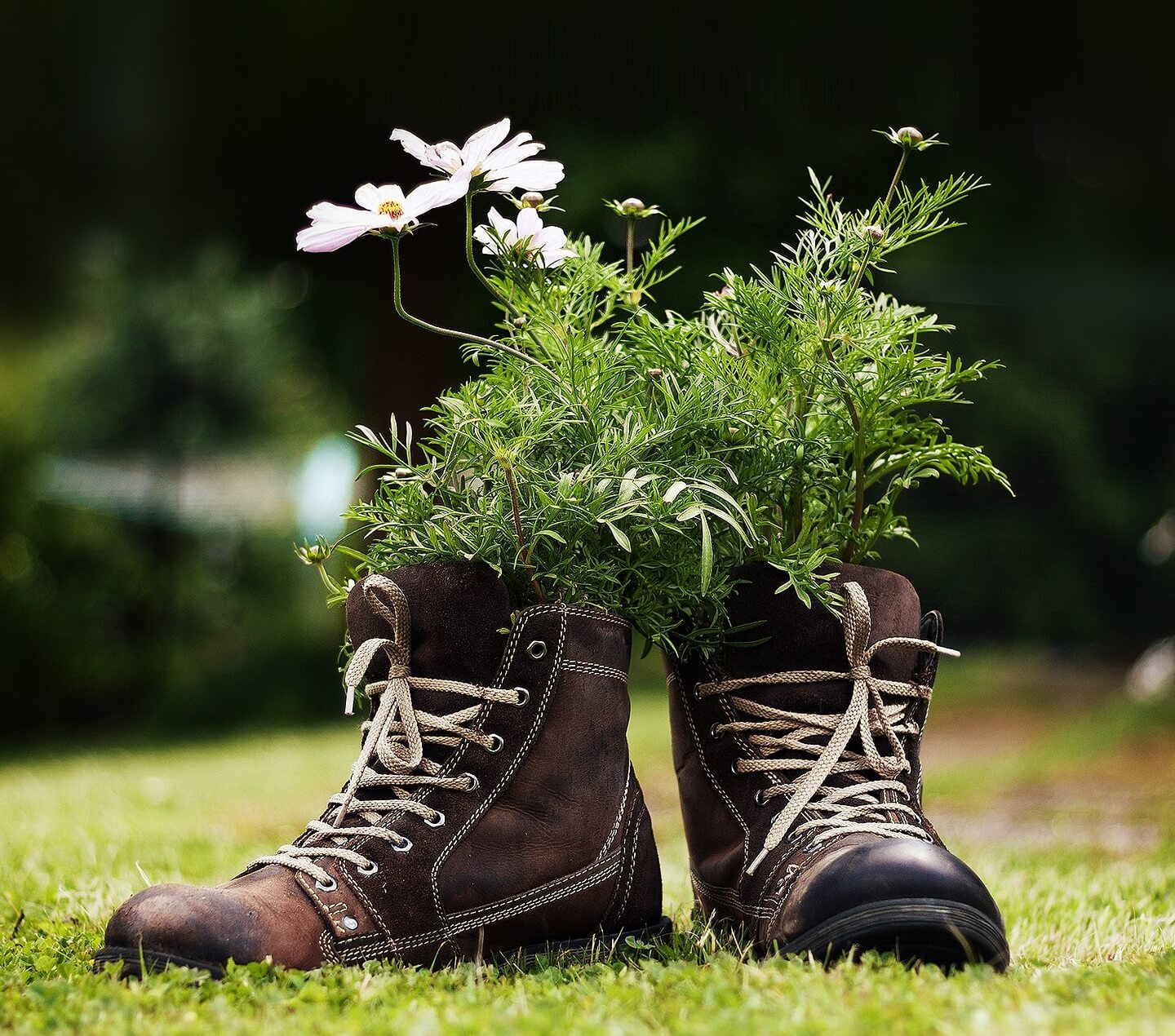 pestovanie rastlín v topánkach