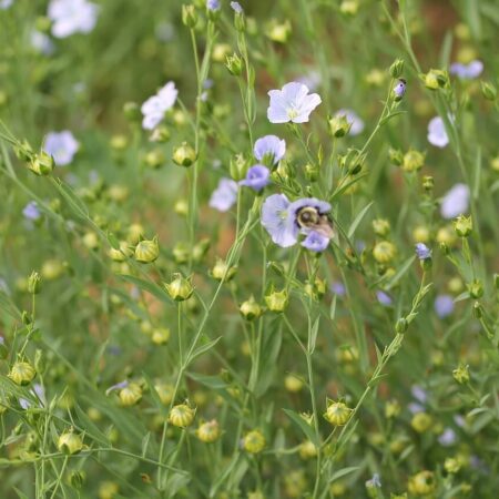 rastlina ľanového vlákna