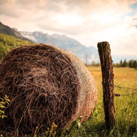 pestovat zeleninu na balíku slamy