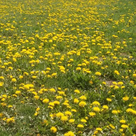 ekopostrek z púpavy