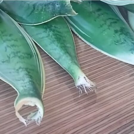 ako rozmnožovať svokrin jazyk