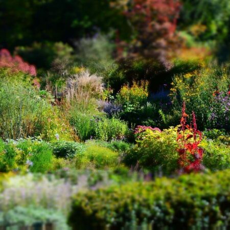 9 vecí, ktoré treba urobiť pre trvalky práve teraz