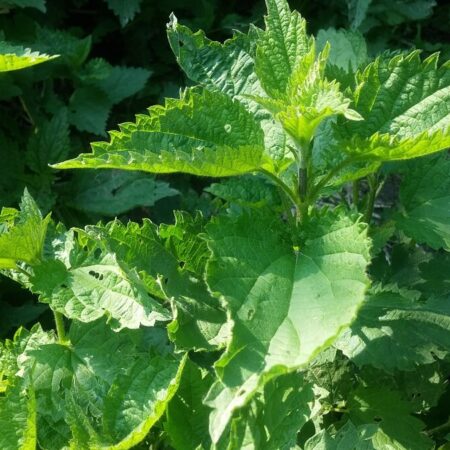 ekopostrek zo žihľavy