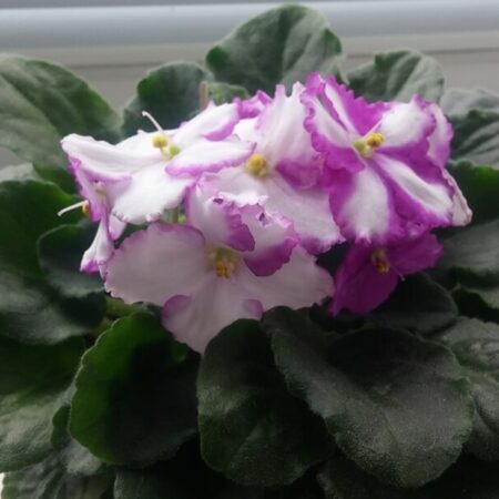 ako rozmnožiť fialku africkú