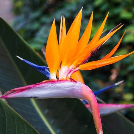 exotické kvety na záhrade