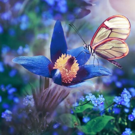 ako vytvoriť záhradu pre motýle