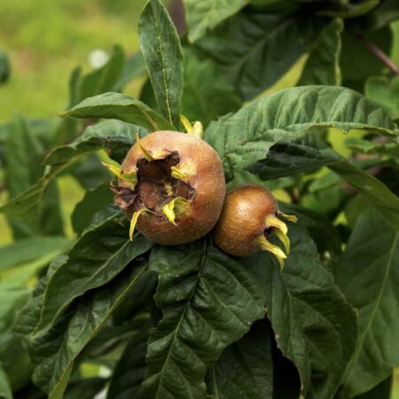 recept na mišpuľový kompót