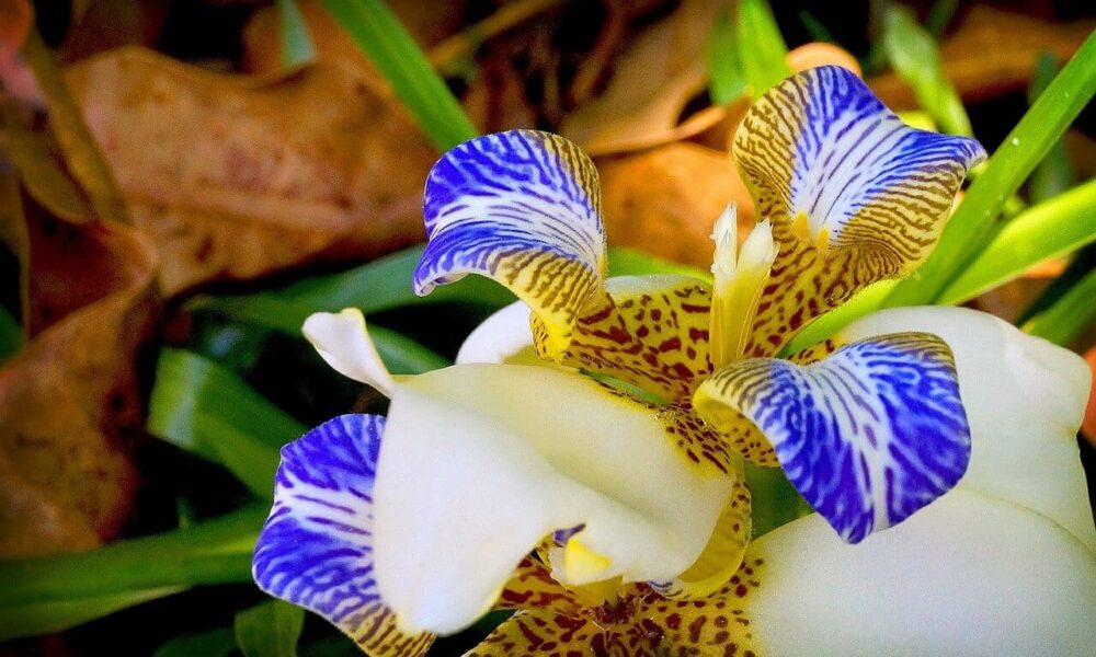 pestovanie orchideí