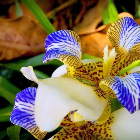 pestovanie orchideí