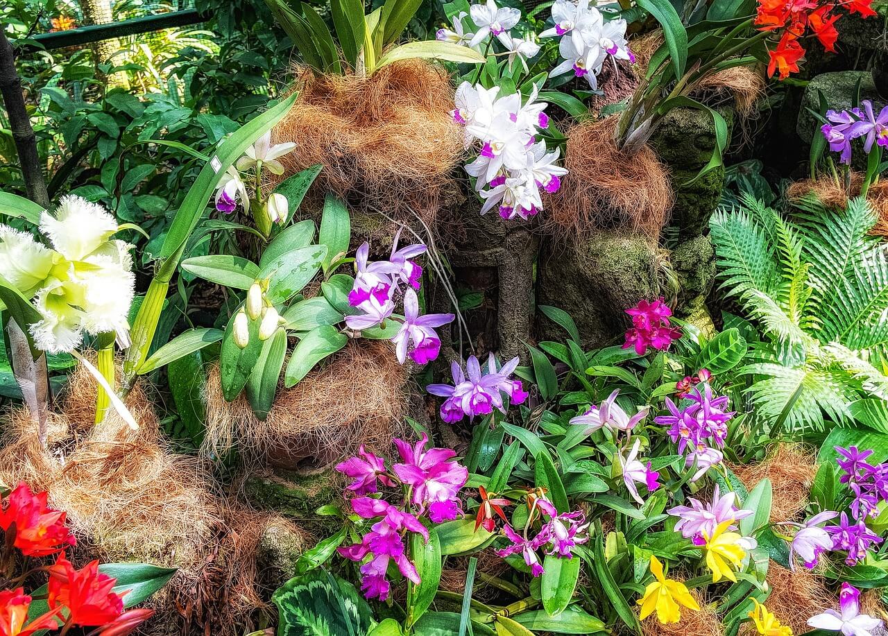 pestovanie orchideí