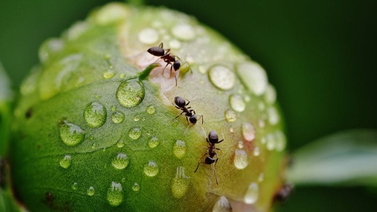 5 prírodných riešení ako sa zbaviť mravcov