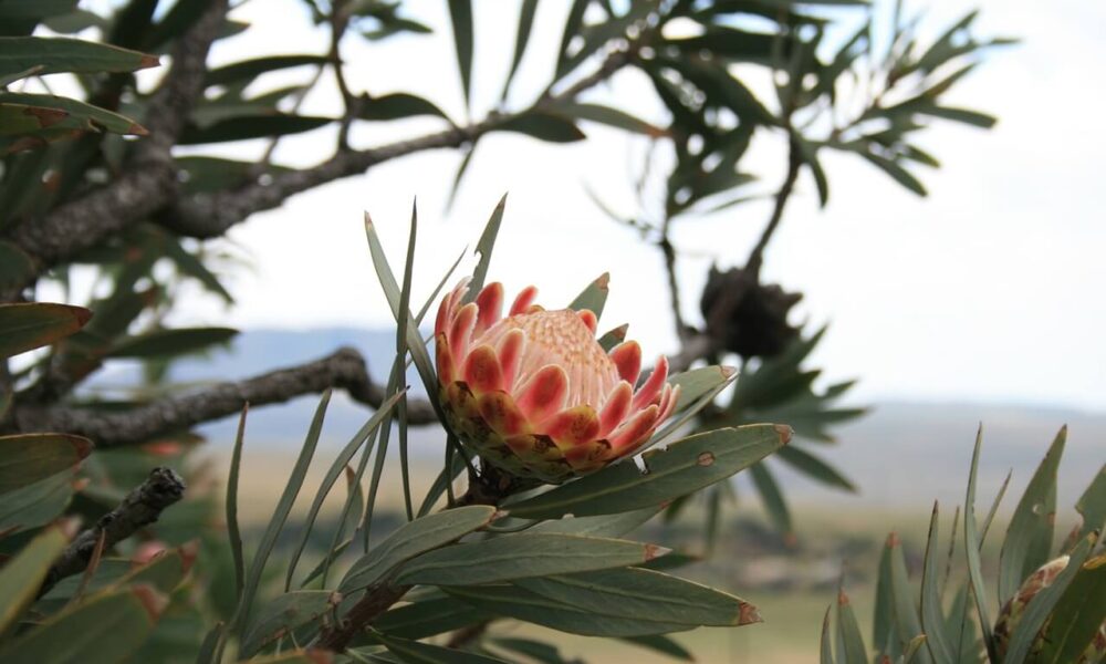 Protea kráľovská - exotická kvetina