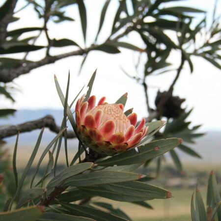 Protea kráľovská - exotická kvetina