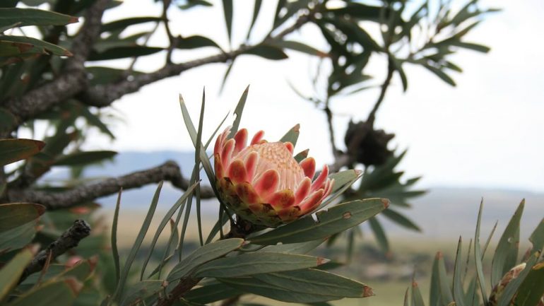 Protea kráľovská - exotická kvetina