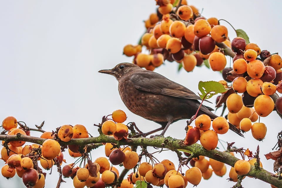 ochrana ovocia pred vtákmi