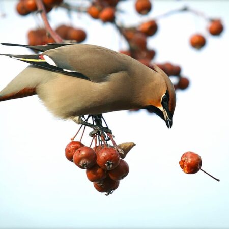 ochrana ovocia pred vtákmi