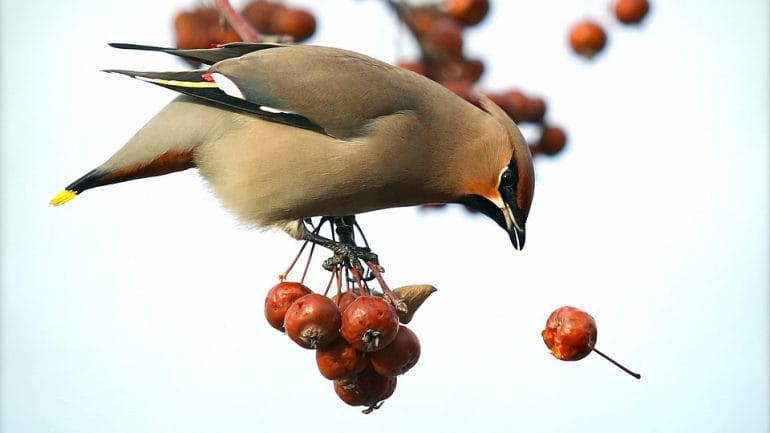 ochrana ovocia pred vtákmi
