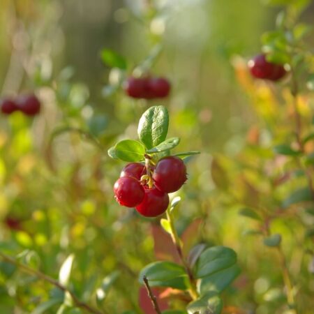 ako pestovať brusnice