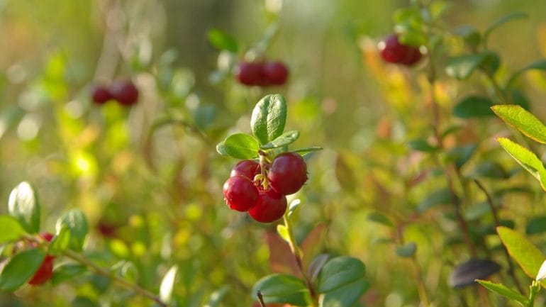 Ako pestovať brusnice, červený zázračný antioxidant