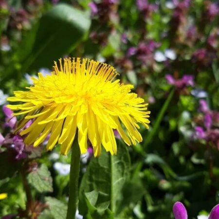 burina, púpava, zarastená záhradka