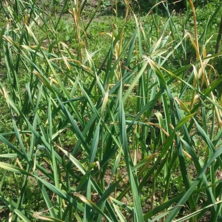 Prečo vám hnije cesnak