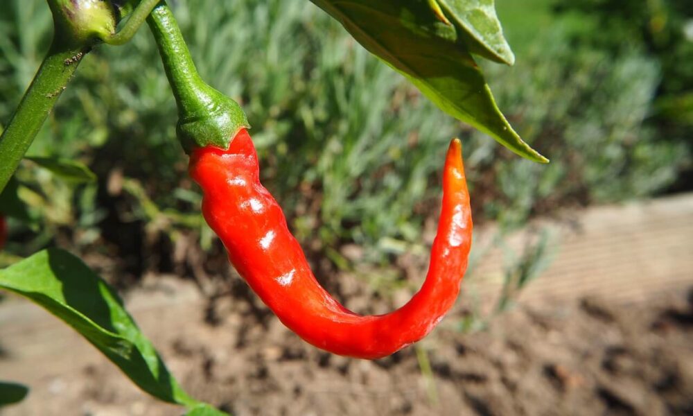 pestovanie čili papričiek