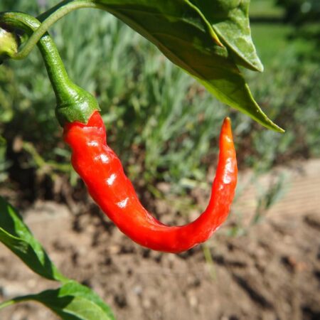 pestovanie čili papričiek