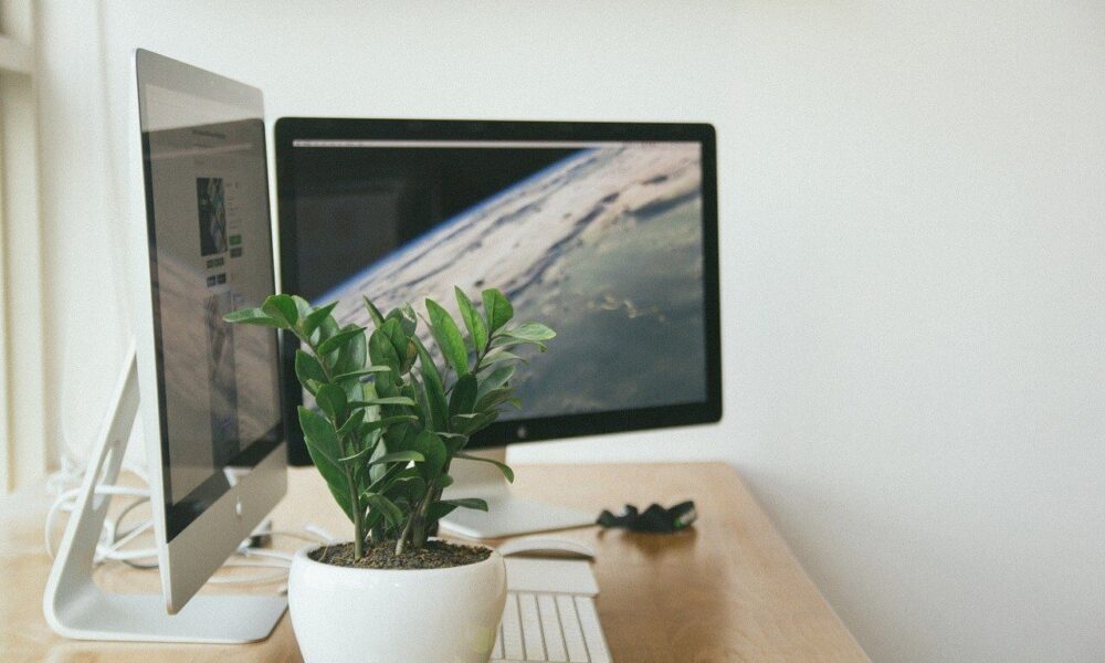 vhodné rastliny do kancelárie