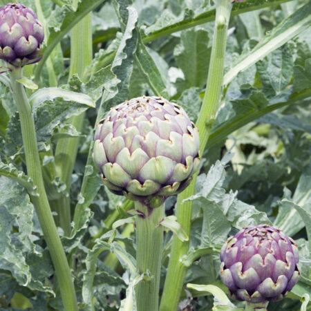 Artičoka vo fáze rastu na záhrade s výraznými zeleno-fialovými listami.