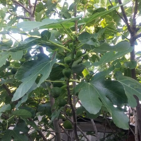 figovník obyčajný