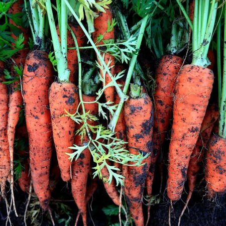 ako a kedy zbiera zeleninu