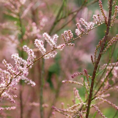 rastliny z dovolenkových destinácií