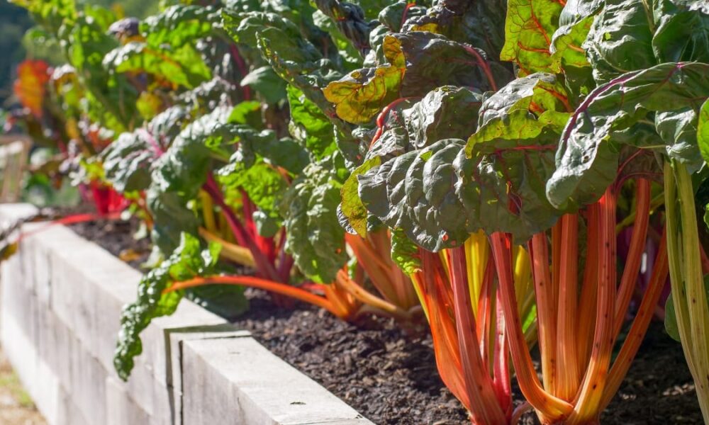 Vyvýšená zeleninová záhrada