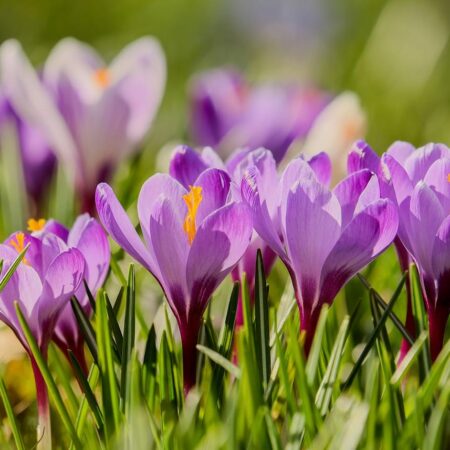 výsadba a starostlivosť