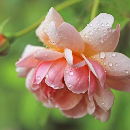 Ako si vyrobiť ružovú vodu