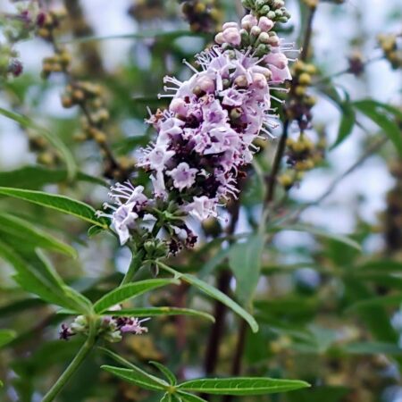 rastliny z Chorvátska