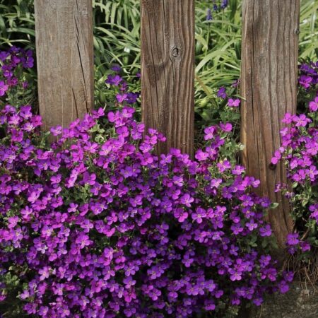 ako vypestovať aubrietu