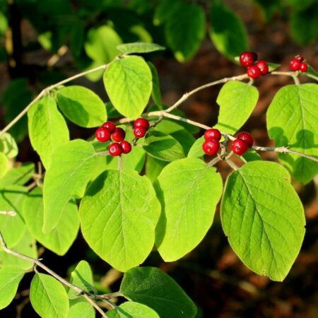 Prečo pestovať Gaultheriu