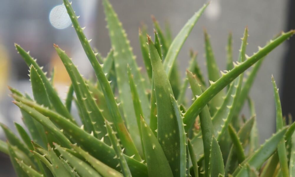 zázračné aloe vera