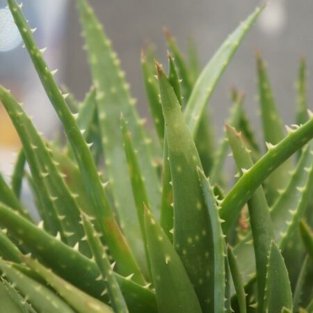 zázračné aloe vera