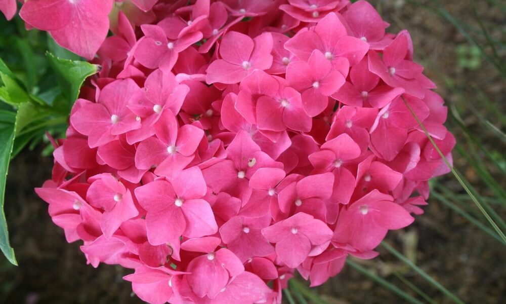 ako sušiť hortenziu