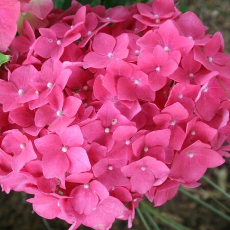 ako sušiť hortenziu