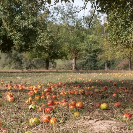divoké jablká a hrušky