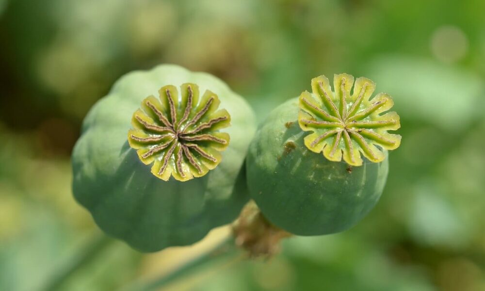 Škodce a choroby maku
