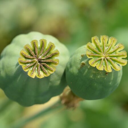 Škodce a choroby maku