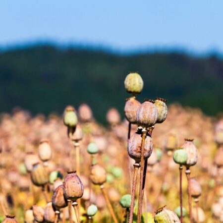 manuál pestovania maku