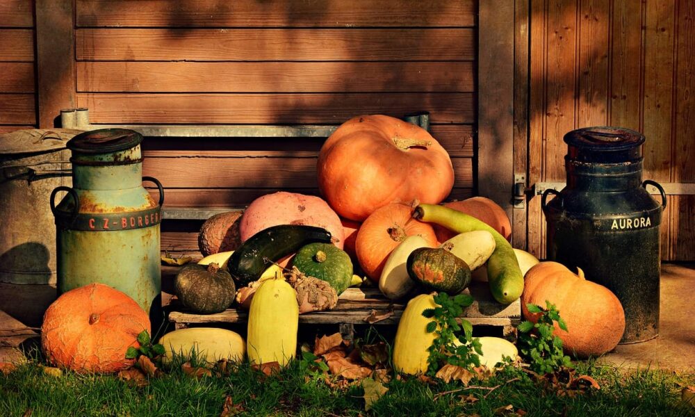 ako udržať tekvicu sviežu