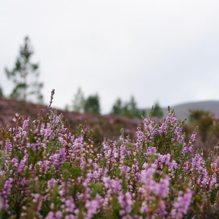 klenoty škótskych kvetov